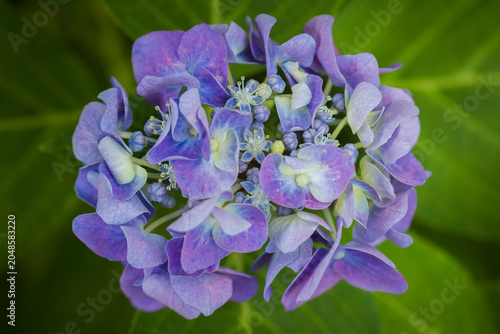 hydrangea