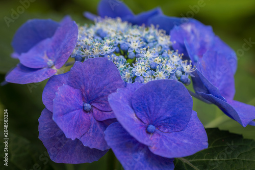 hydrangea
