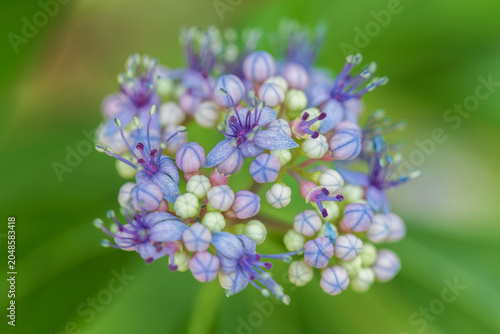 hydrangea