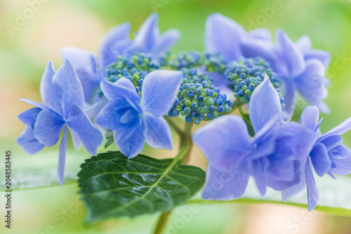 hydrangea