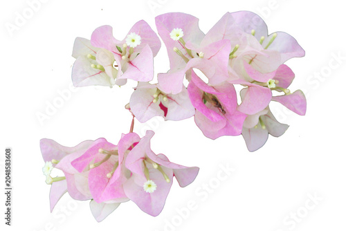 Foto Beautiful bougainvillea flowers in full bloom showcasing vivid pink bracts isola