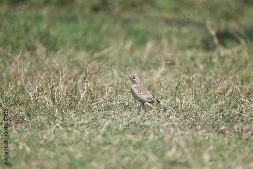 Photography The paddyfield pipit or Oriental pipit (Anthus rufulus waitei ) is a small passerine bird in the pipit and wagtail family