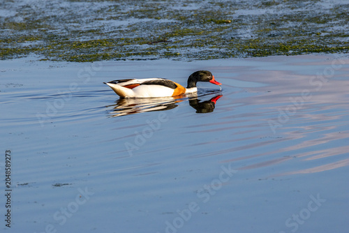Canvas Print Common Shelduck Swimming