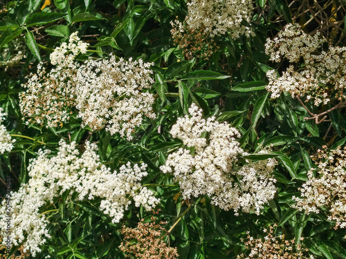 Flores blancas de saúco en arbusto con hojas verdes