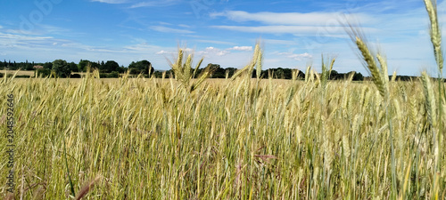 Campo de cereales bajo un cielo azul