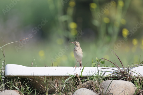 Canvas Print The paddyfield pipit or Oriental pipit (Anthus rufulus waitei ) is a small passerine bird in the pipit and wagtail family