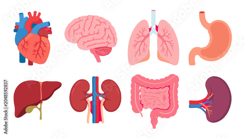 Fotografía Human internal organs collection in flat medical vector style