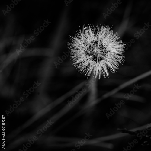 Dandelion seed head in black and white with dark background
