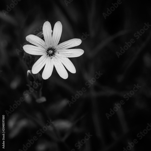 White wildflower in black and white macro nature photography