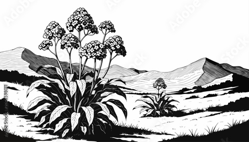 Quadro em tela Very beautiful black-and-white engraved vector illustration featuring Ginger pla