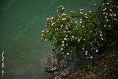 Принти на полотні Pink wild roses by green lake