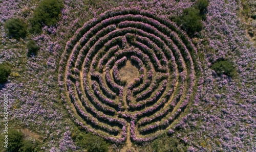 Top-down shot of spiral hedge maze surrounded by purple wildflowers