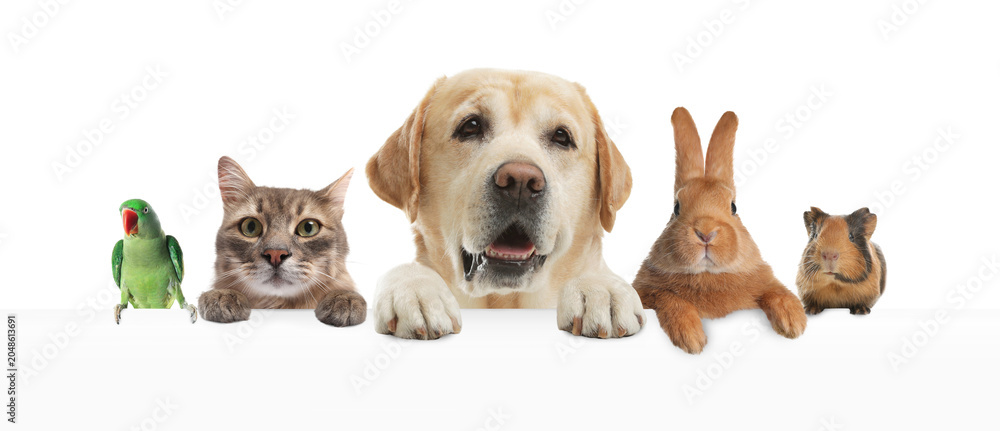 Fototapeta premium Parrot and other pets peeking out on white background, banner design