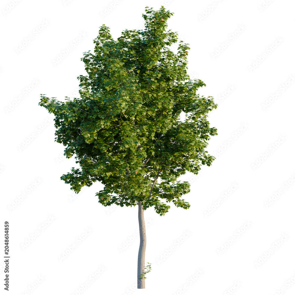 Fototapeta premium Isolated Norway Maple tree (Acer platanoides) on black background, young deciduous tree model for architectural rendering, professional garden design element, high quality cutout.