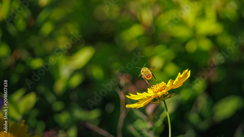 Cute fuzzy honey bee taking off from a yellow flower in full flight macro (Close-up of a chubby honeybee flying away from a yellow wildflower in spring sunshine)