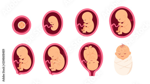 Bild auf Leinwand Stages of fetal development in the womb with newborn baby