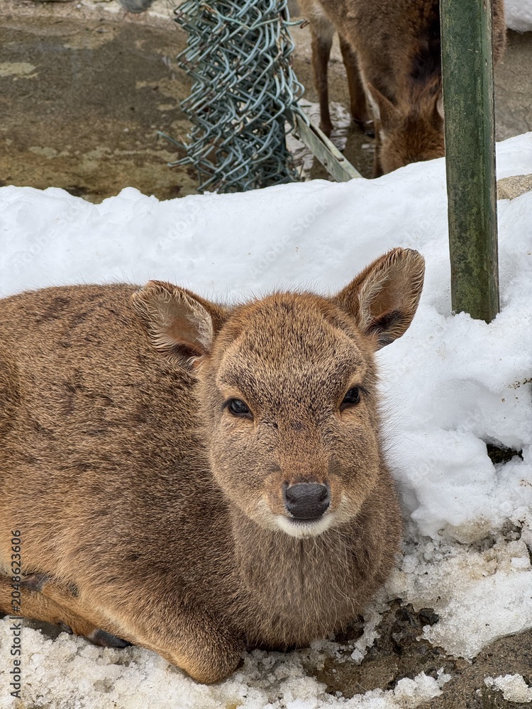 Obraz premium Intimate close-up of a capybara (world's largest rodent) lying in fresh white snow at a Japanese zoo. Its large nose, small eyes and dense brown fur show in detail, relaxed and content in winter.