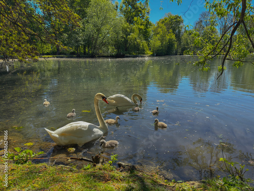 Cuadro en lienzo Swans family with baby cygnets feeding on calm lake