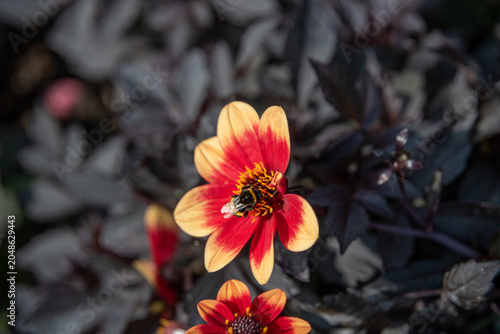 Bee pollinating Dahlia flowers. A striking wink dahlia bedding plant with its dark foliage