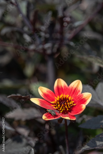 Bee pollinating Dahlia flowers. A striking wink dahlia bedding plant with its dark foliage