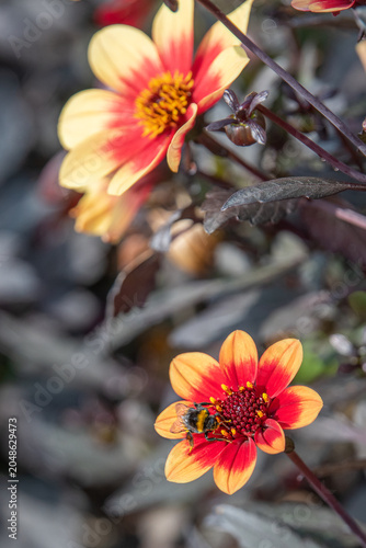 Bee pollinating Dahlia flowers. A striking wink dahlia bedding plant with its dark foliage