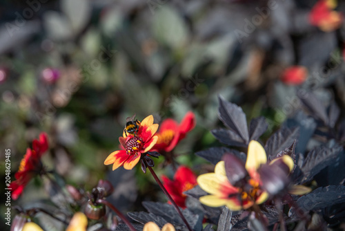 Bee pollinating Dahlia flowers. A striking wink dahlia bedding plant with its dark foliage