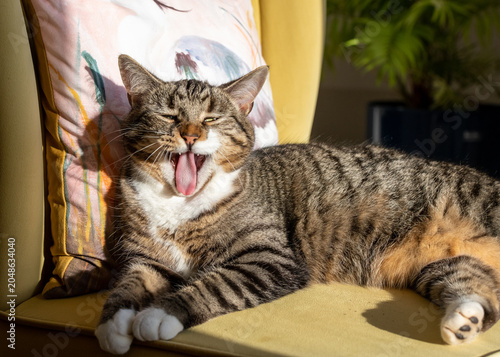 Yawning adult tabby cat, a candid pose showing sharp teeth and rough tongue surface. Brown, black and white stripes with a softer beige brown tummy. Sun worshiping feline lazing on a lounge chair.