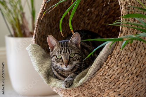 Staring Kitten tabby cat, resting in its wicker cocoon bed. Soft neutral tones, a Scandinavian vibe interior with plants and soft furnishing.