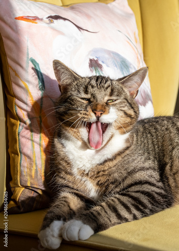 Yawning adult tabby cat, a candid pose showing sharp teeth and rough tongue surface. Brown, black and white stripes with a softer beige brown tummy. Sun worshiping feline lazing on a lounge chair.