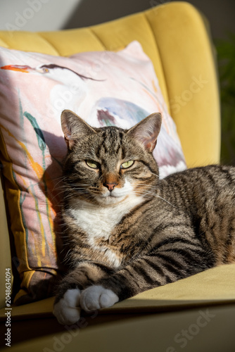Staring adult tabby cat, a resting pose showing, brown, black and white stripes. Sun worshiping feline lazing on a lounge chair.