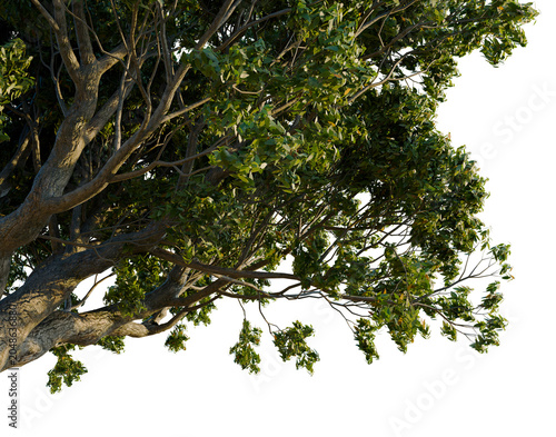 Cuadro en lienzo A high-definition isolated composition of a Corymbia ficifolia tree crown in bloom, set against a pure black isolated background