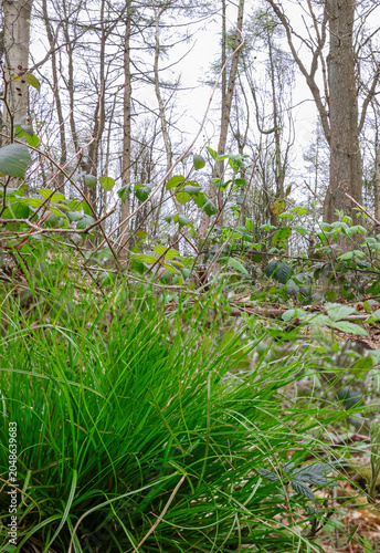 A woodland landscape with trees and grass on the forest floor