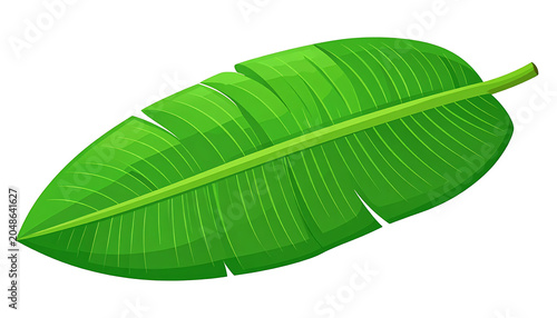 Green banana leaf with detailed veins and texture, isolated on white, tropical plant element