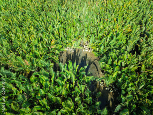 Aerial view of dense nipa palm vegetation surrounding a small clearing within a lush tropical wetland landscape.