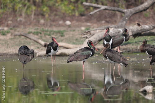 Photography The black stork (Ciconia nigra) is a large bird in the stork family Ciconiidae