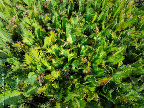 Drone photograph capturing a dense cluster of vibrant nipa palm fronds forming a rich tropical canopy.