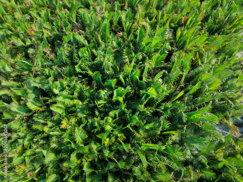 Overhead aerial perspective of an expansive nipa palm grove displaying dense green foliage and natural texture.