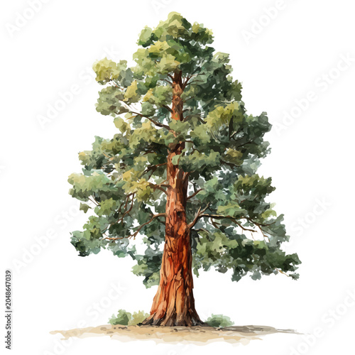 Foto Stylized watercolor Redwood Tree vector, contemporary artistic illustration with