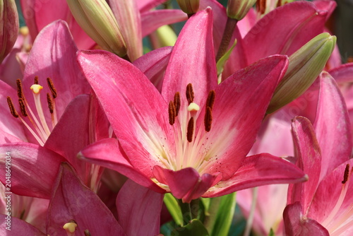 pink lily flower