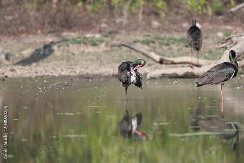 Photography The black stork (Ciconia nigra) is a large bird in the stork family Ciconiidae