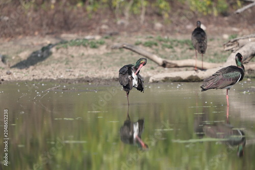 Photography The black stork (Ciconia nigra) is a large bird in the stork family Ciconiidae