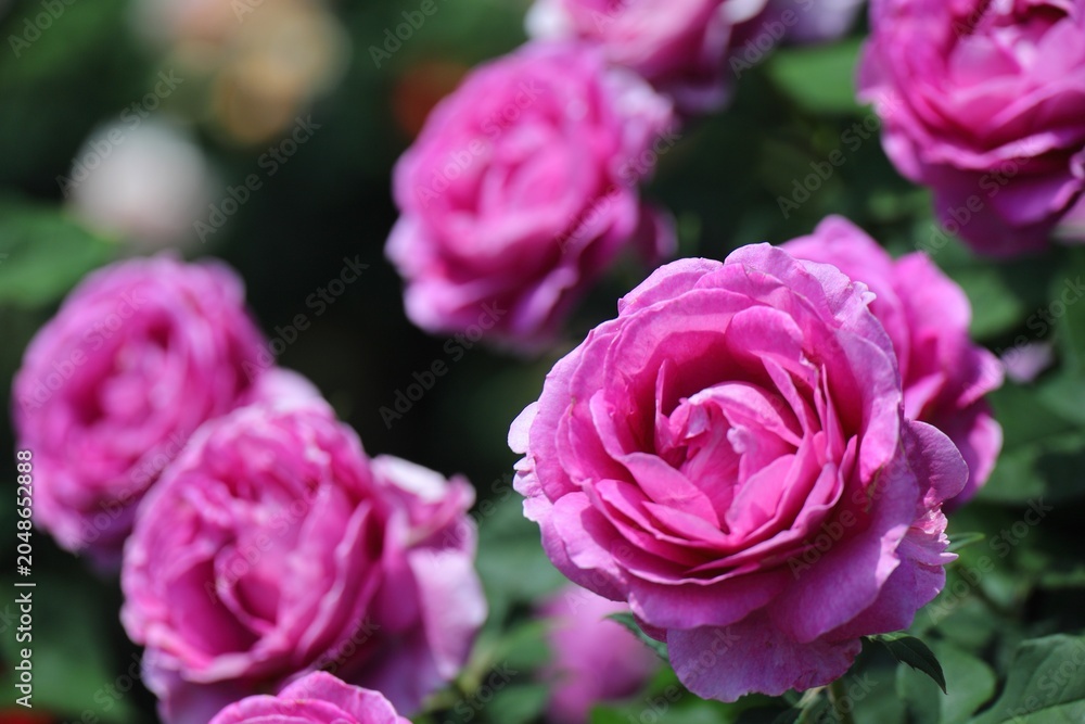 Fototapeta premium 咲いたばかりのみずみずしいピンクの薔薇 埼玉県与野公園
