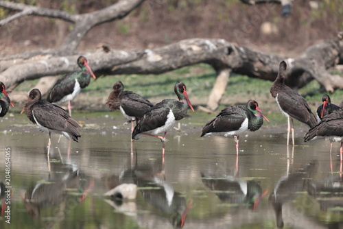 Photography The black stork (Ciconia nigra) is a large bird in the stork family Ciconiidae