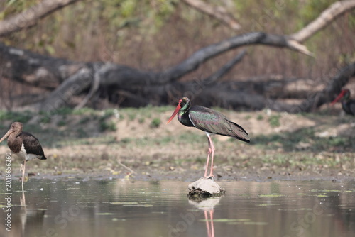 Photography The black stork (Ciconia nigra) is a large bird in the stork family Ciconiidae