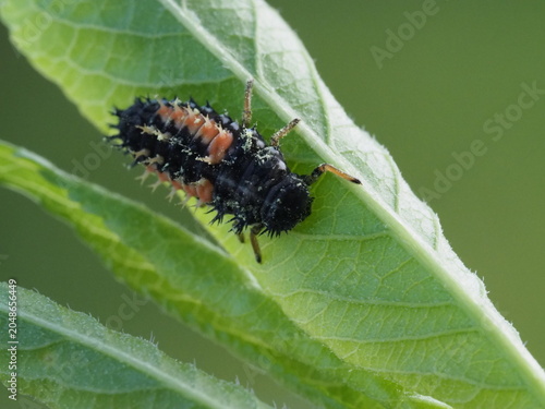 Authentic Macro Photo of Seven-spot Ladybird Larva (Coccinella septempunctata)