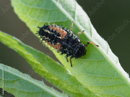 Authentic Macro Photo of Seven-spot Ladybird Larva (Coccinella septempunctata)