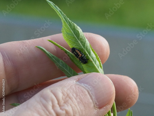 Authentic Macro Photo of Seven-spot Ladybird Larva (Coccinella septempunctata)