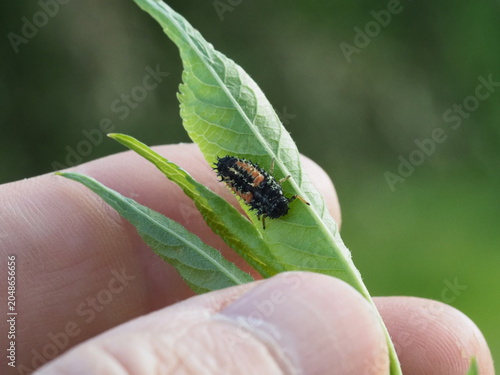 Authentic Macro Photo of Seven-spot Ladybird Larva (Coccinella septempunctata)