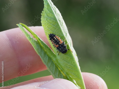Authentic Macro Photo of Seven-spot Ladybird Larva (Coccinella septempunctata)