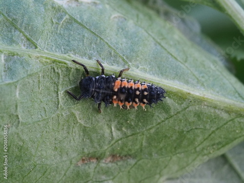 Authentic Macro Photo of Seven-spot Ladybird Larva (Coccinella septempunctata)